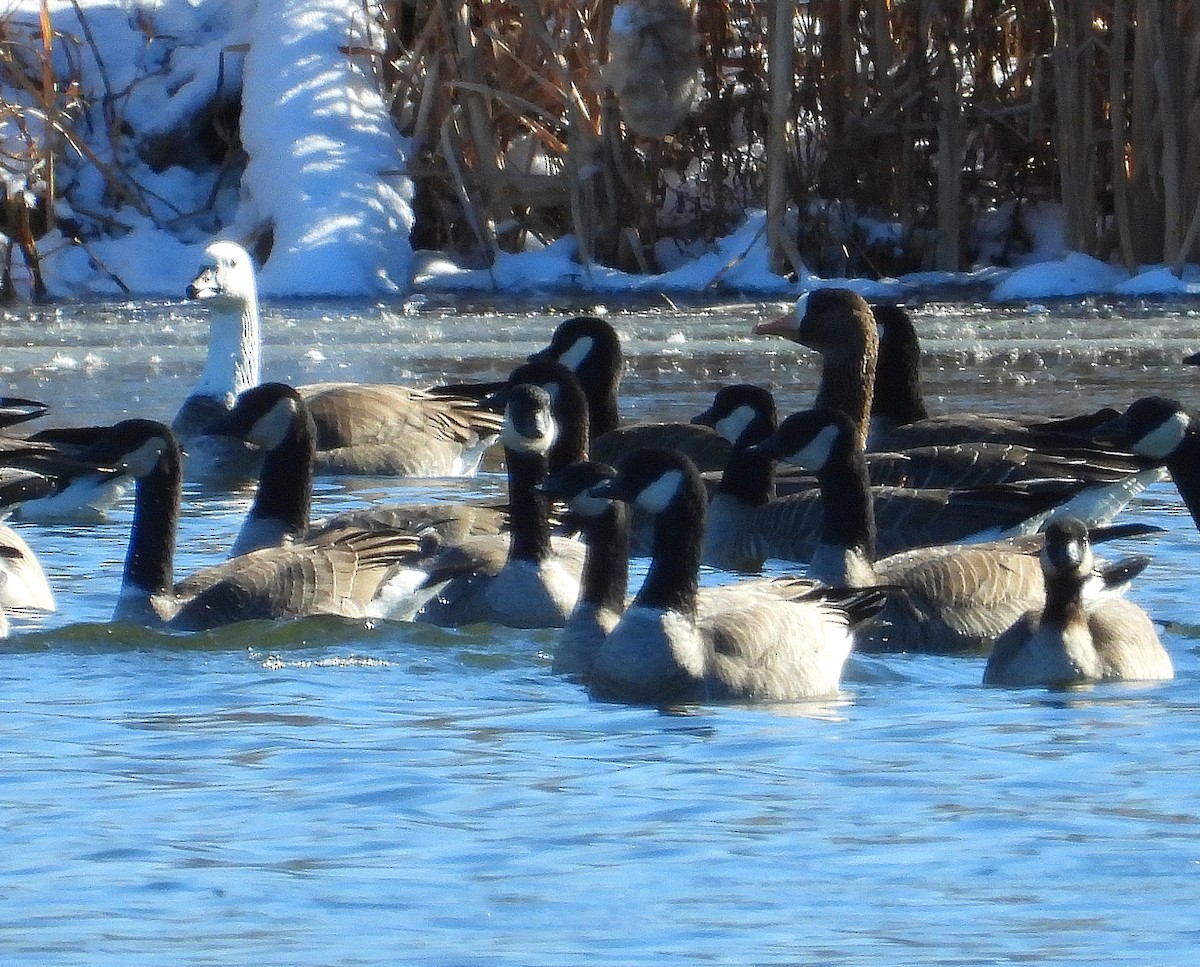 Greater White-fronted Goose - ML611633516