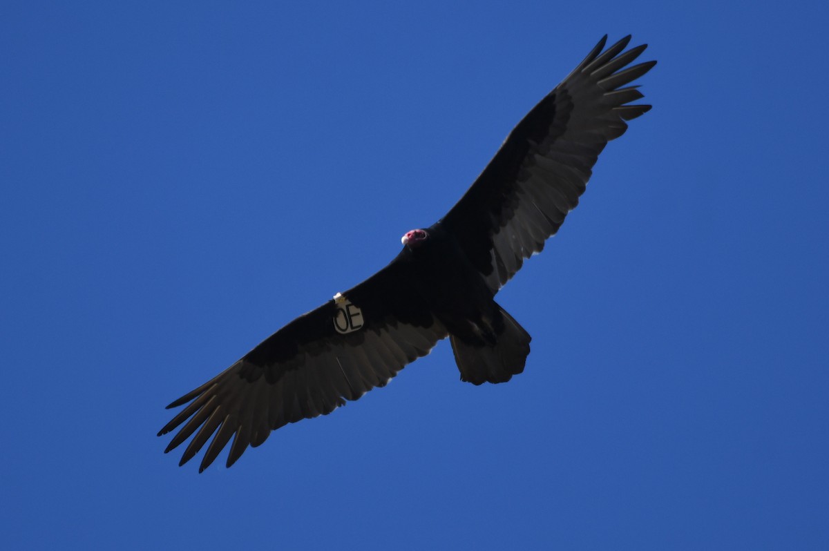 Turkey Vulture - ML611633531