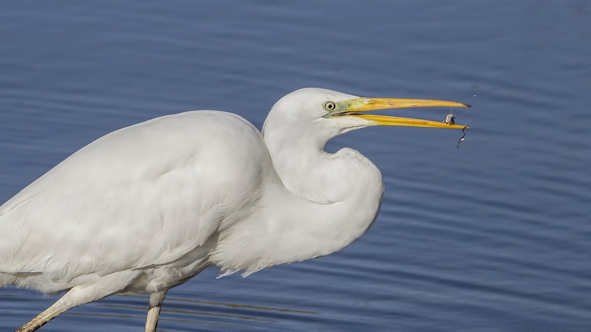 Great Egret - ML611633700