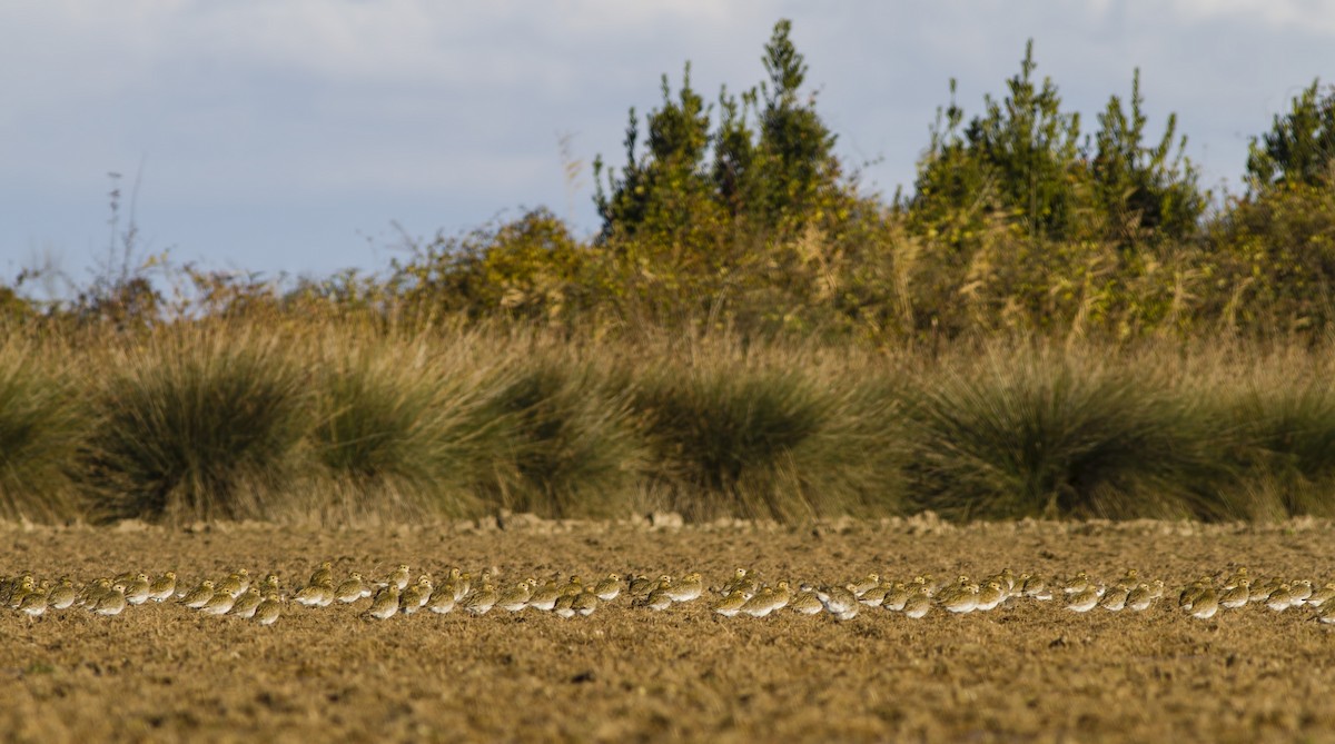 European Golden-Plover - ML611633784