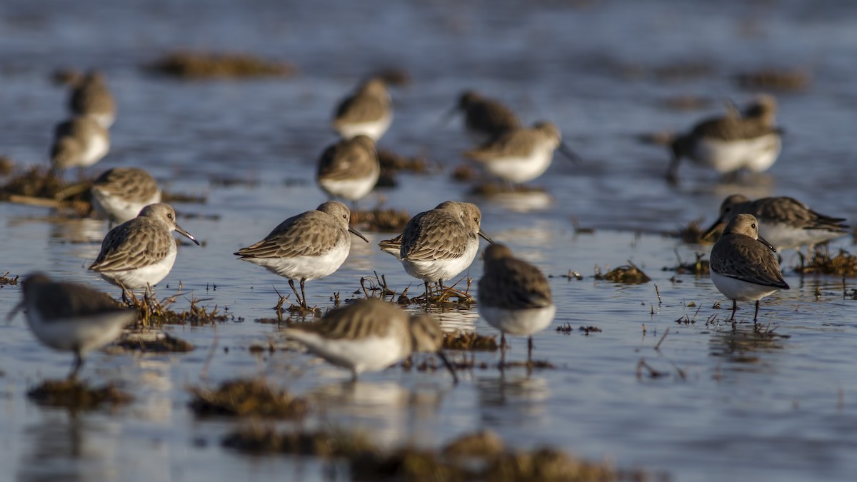 Dunlin - ML611633816