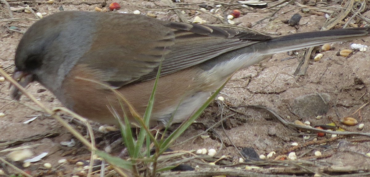 Dark-eyed Junco - ML611633852
