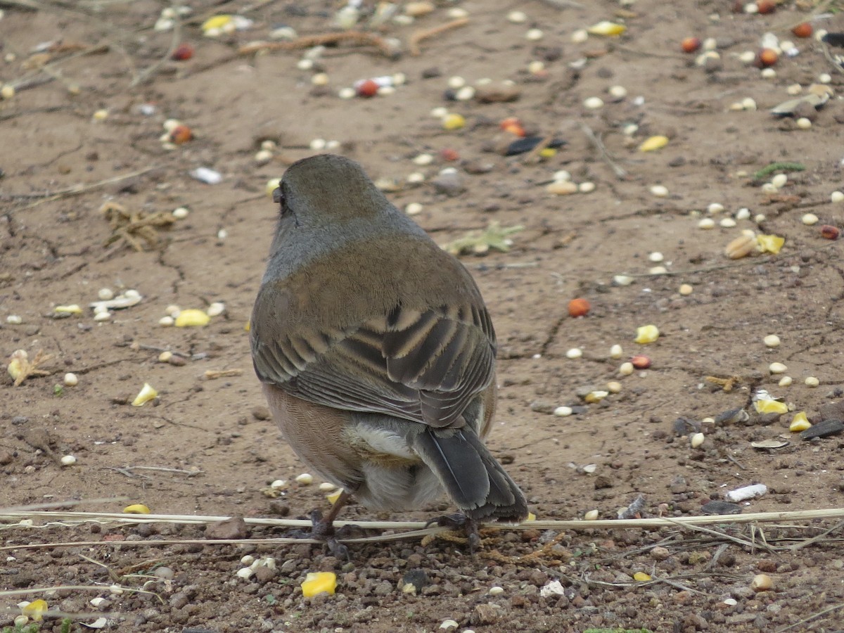 Dark-eyed Junco - ML611633853