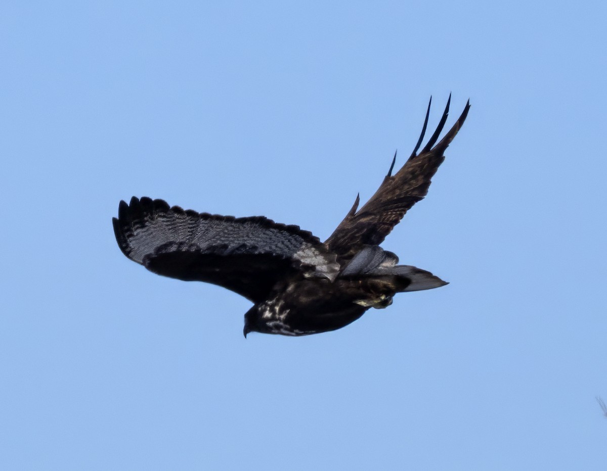 Red-tailed Hawk (Harlan's) - ML611633855