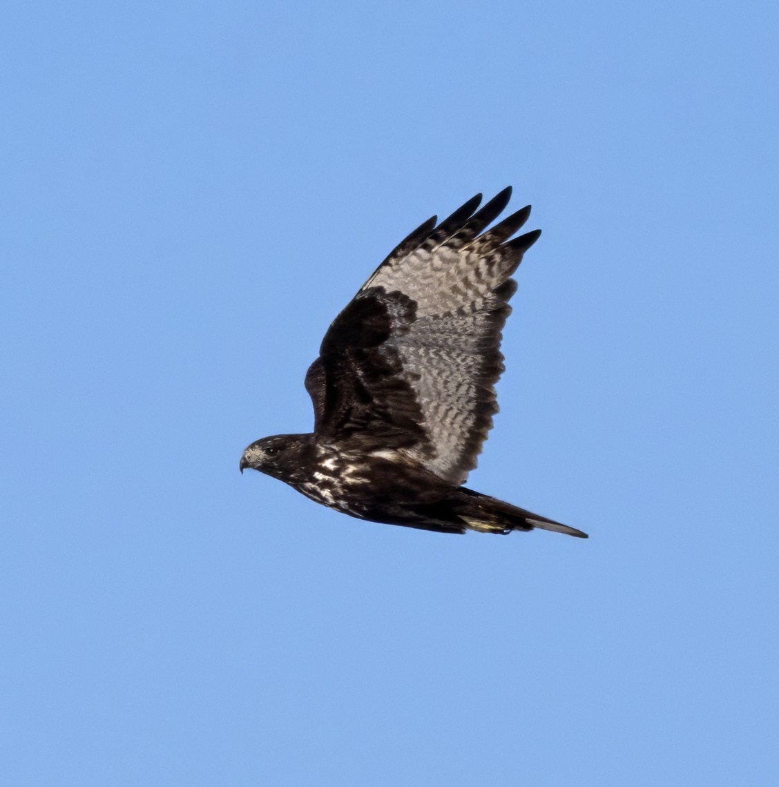 Red-tailed Hawk (Harlan's) - ML611633856