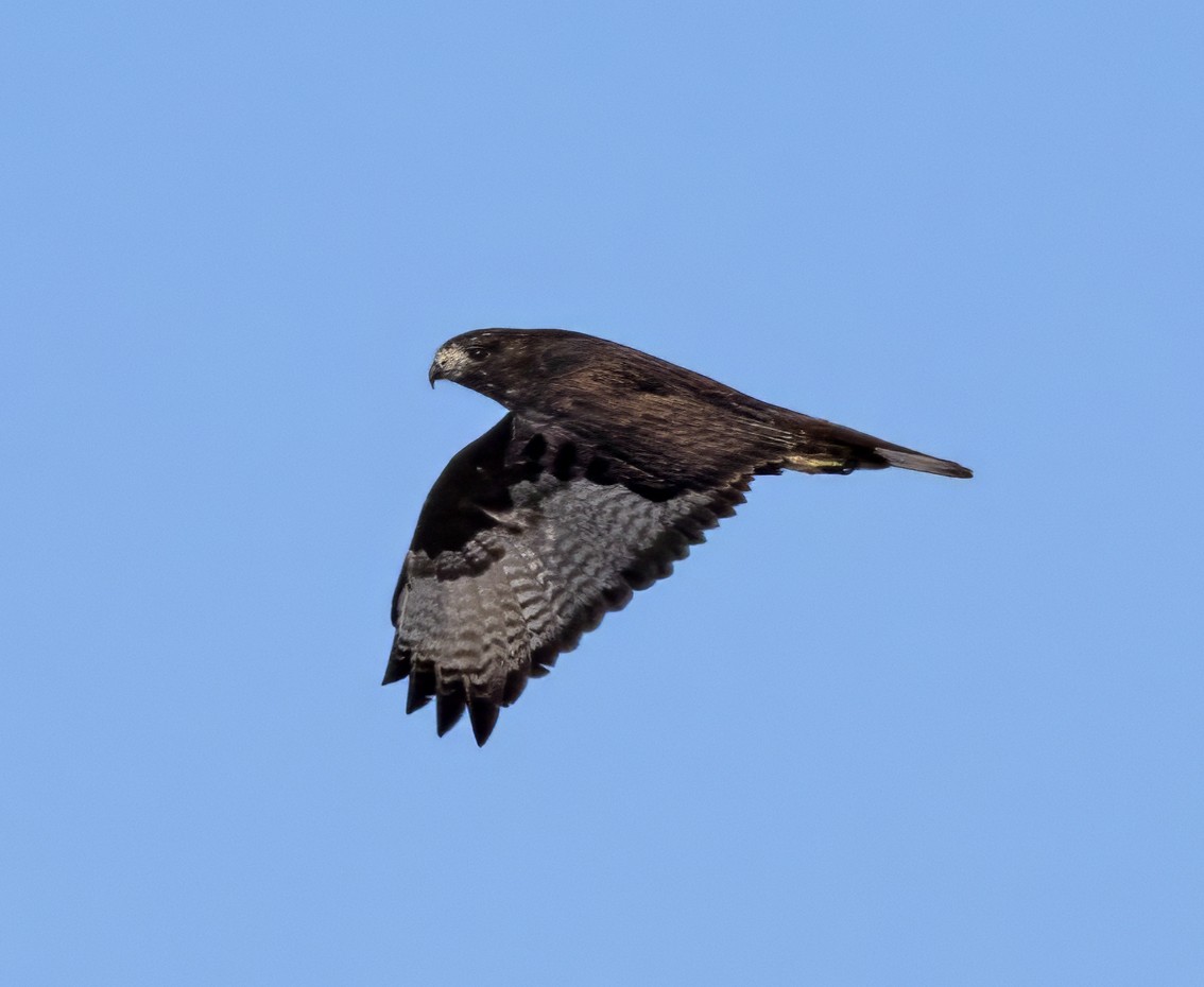 Red-tailed Hawk (Harlan's) - ML611633863