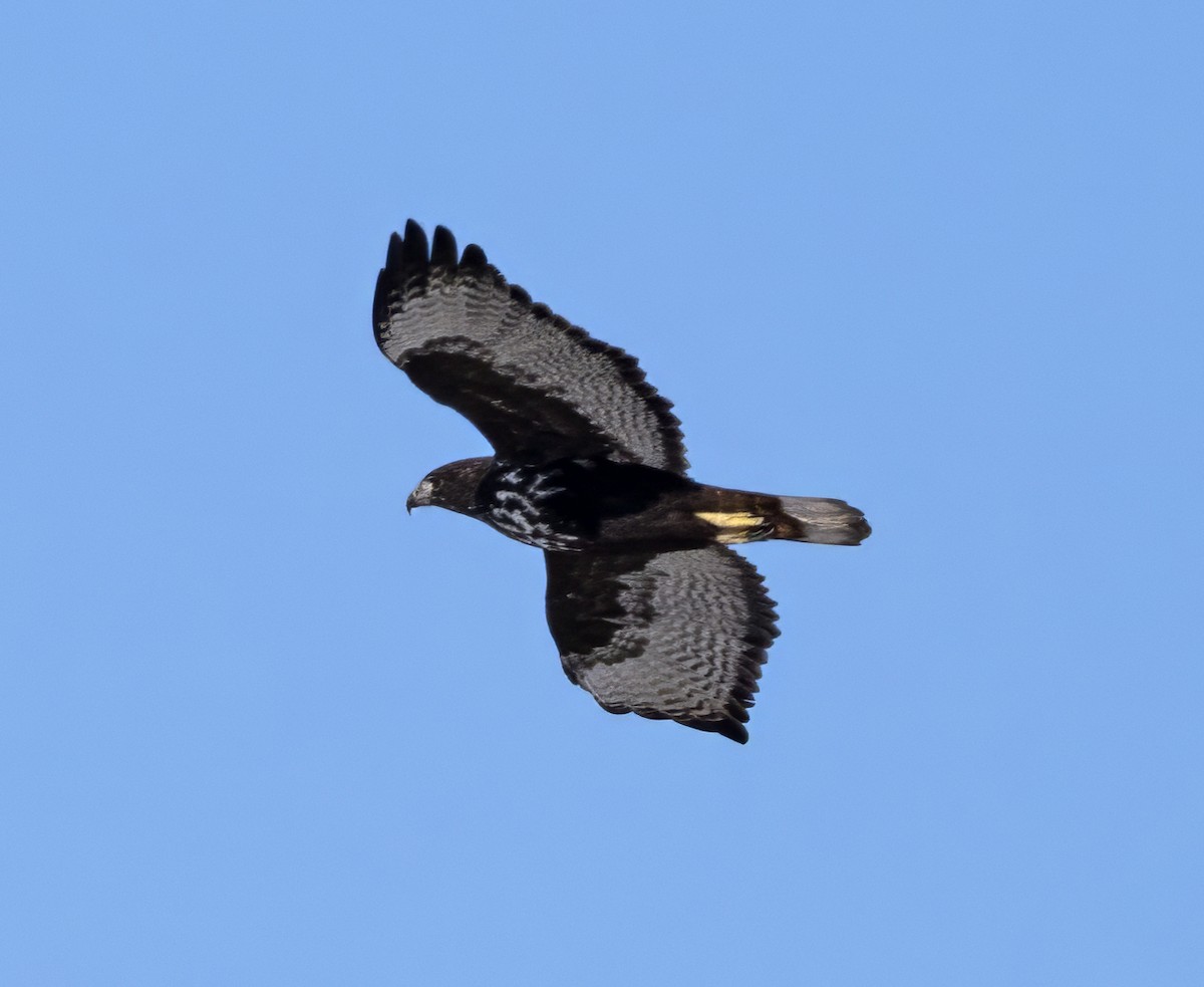 Red-tailed Hawk (Harlan's) - ML611633864