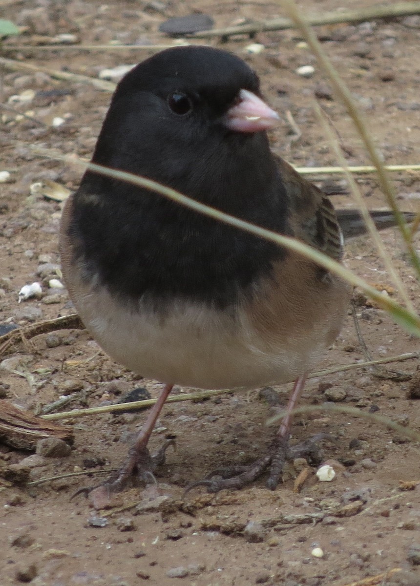 Dark-eyed Junco (Oregon) - ML611633865