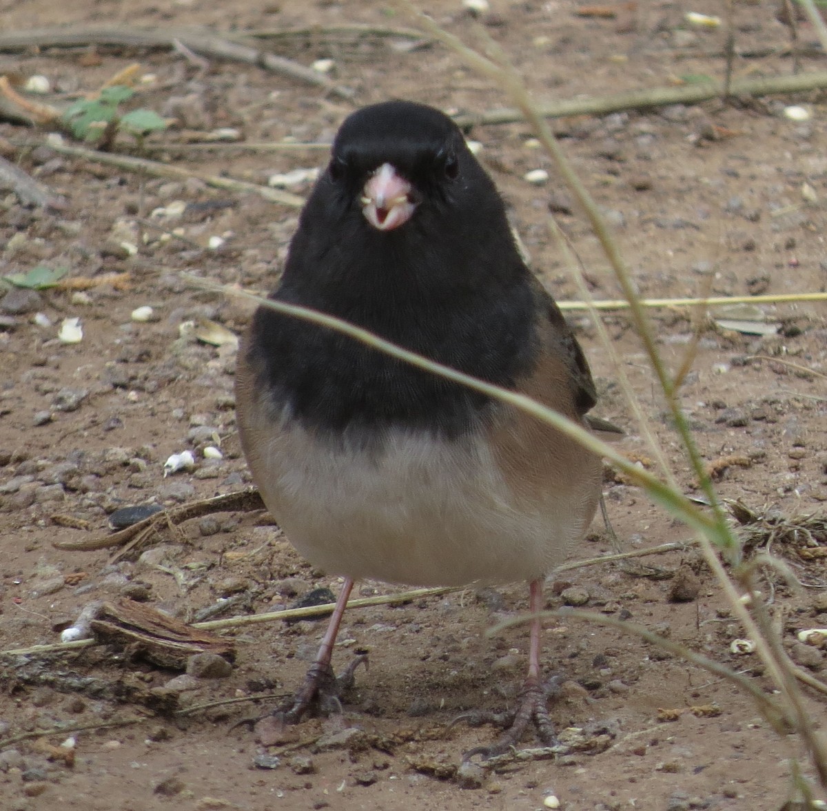 Dark-eyed Junco (Oregon) - ML611633866