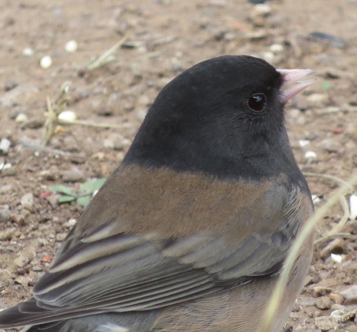 Dark-eyed Junco (Oregon) - ML611633867
