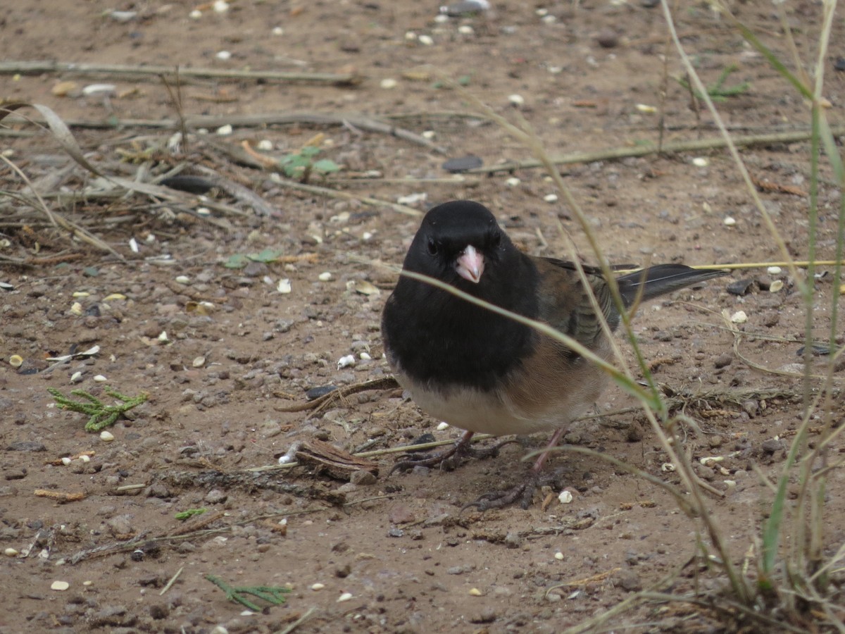 Dark-eyed Junco (Oregon) - ML611633868