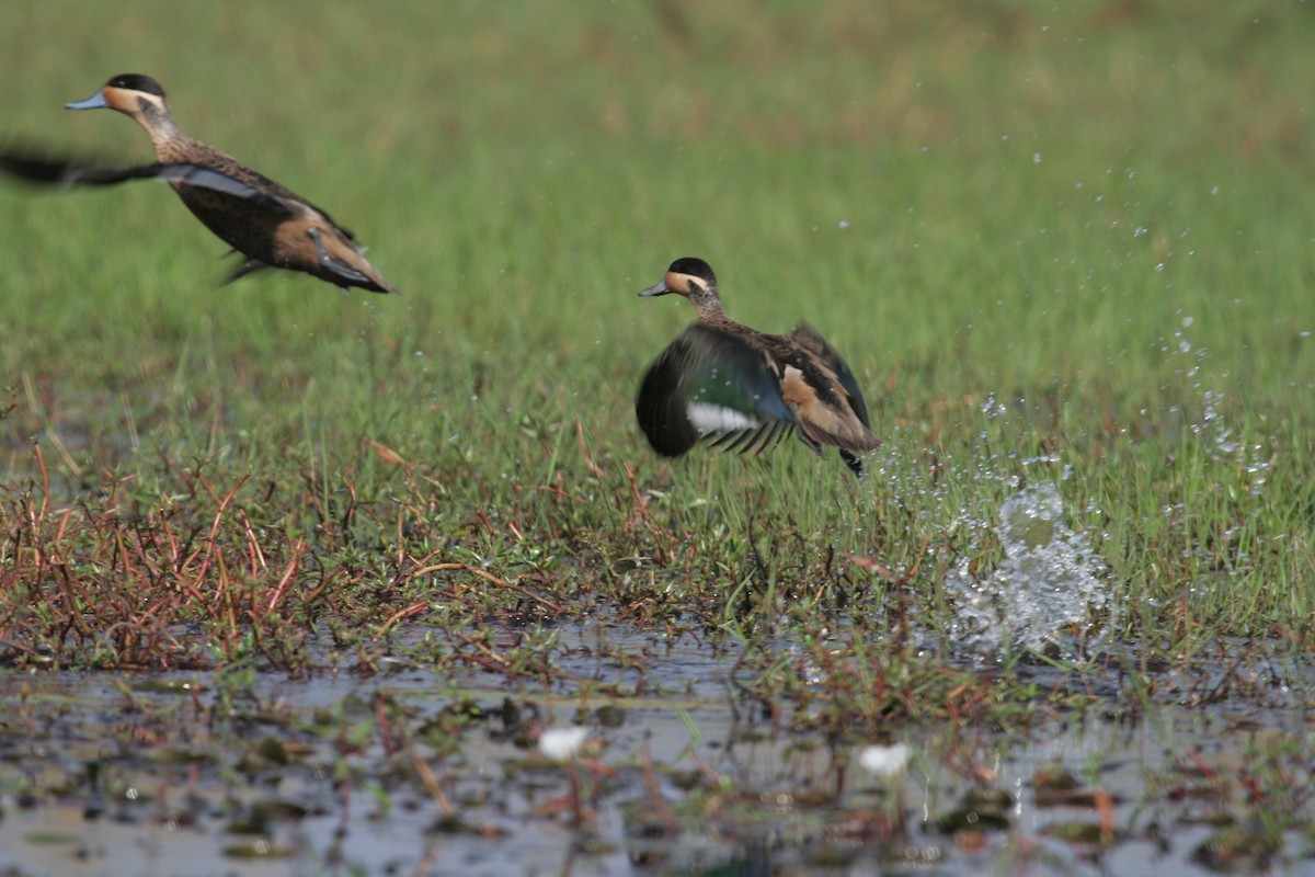 Blue-billed Teal - ML611633871