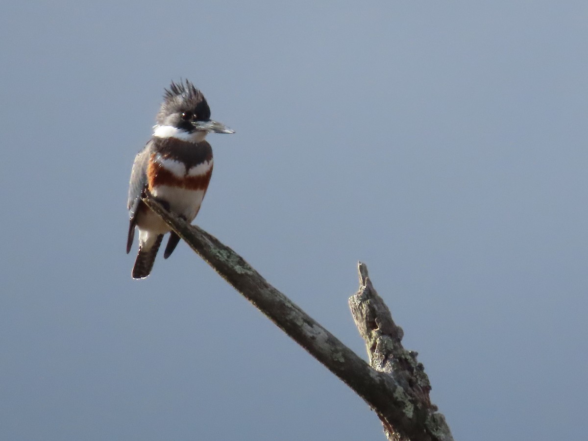 Belted Kingfisher - ML611633897