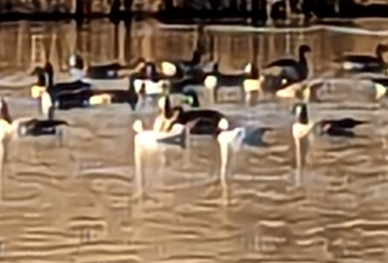 Snow Goose - ML611633908