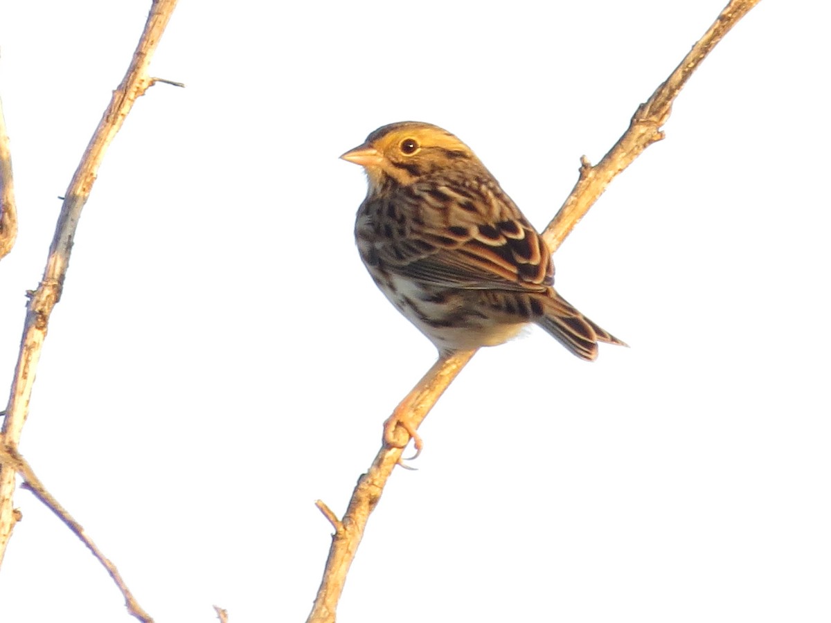 Vesper Sparrow - ML611633910