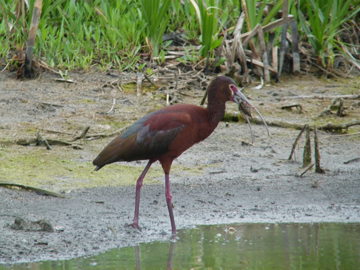 ibis americký - ML611633990
