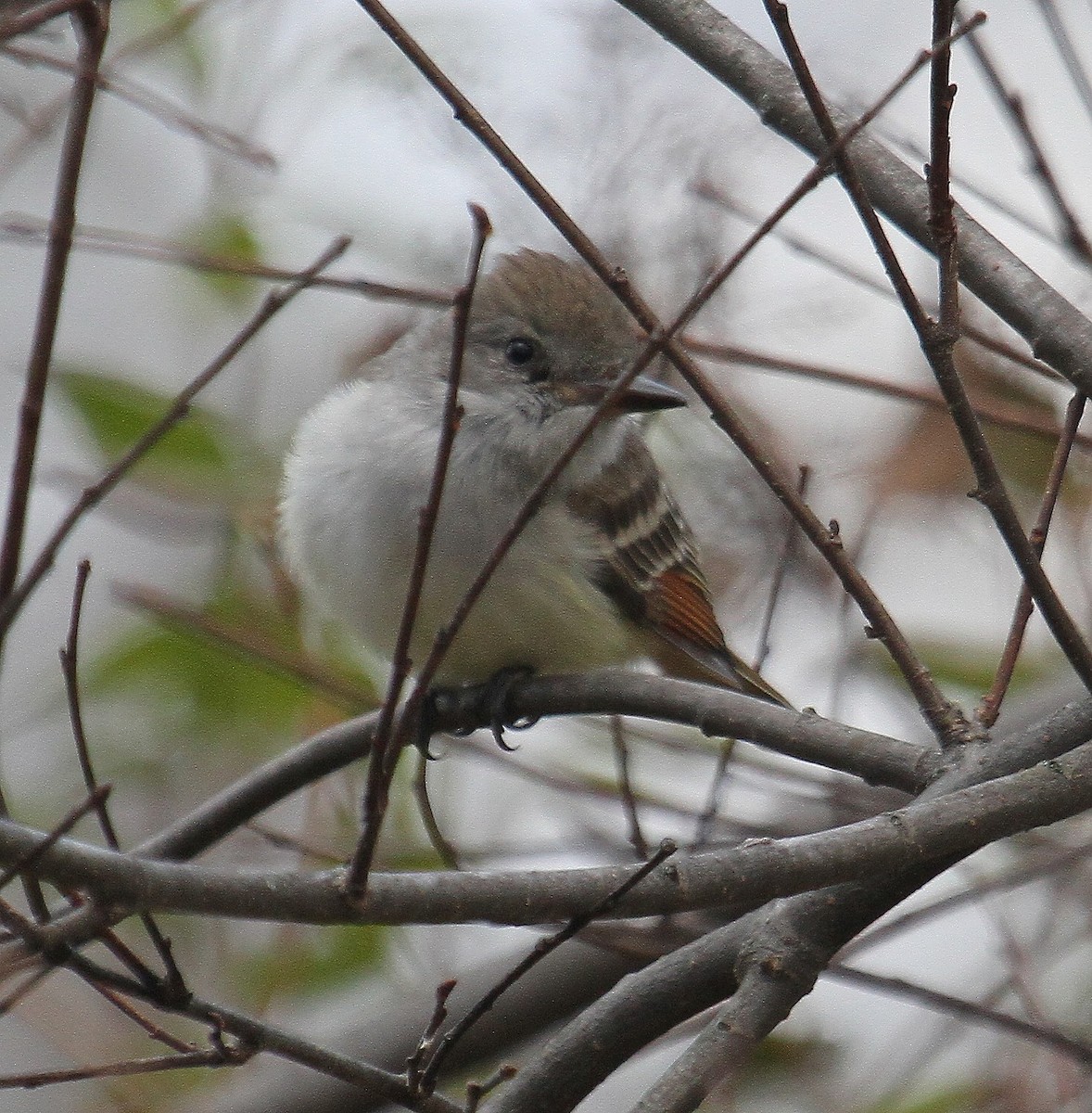 Ash-throated Flycatcher - ML611634049