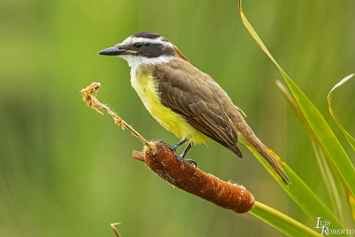 Great Kiskadee - Luis Roberto da Silva