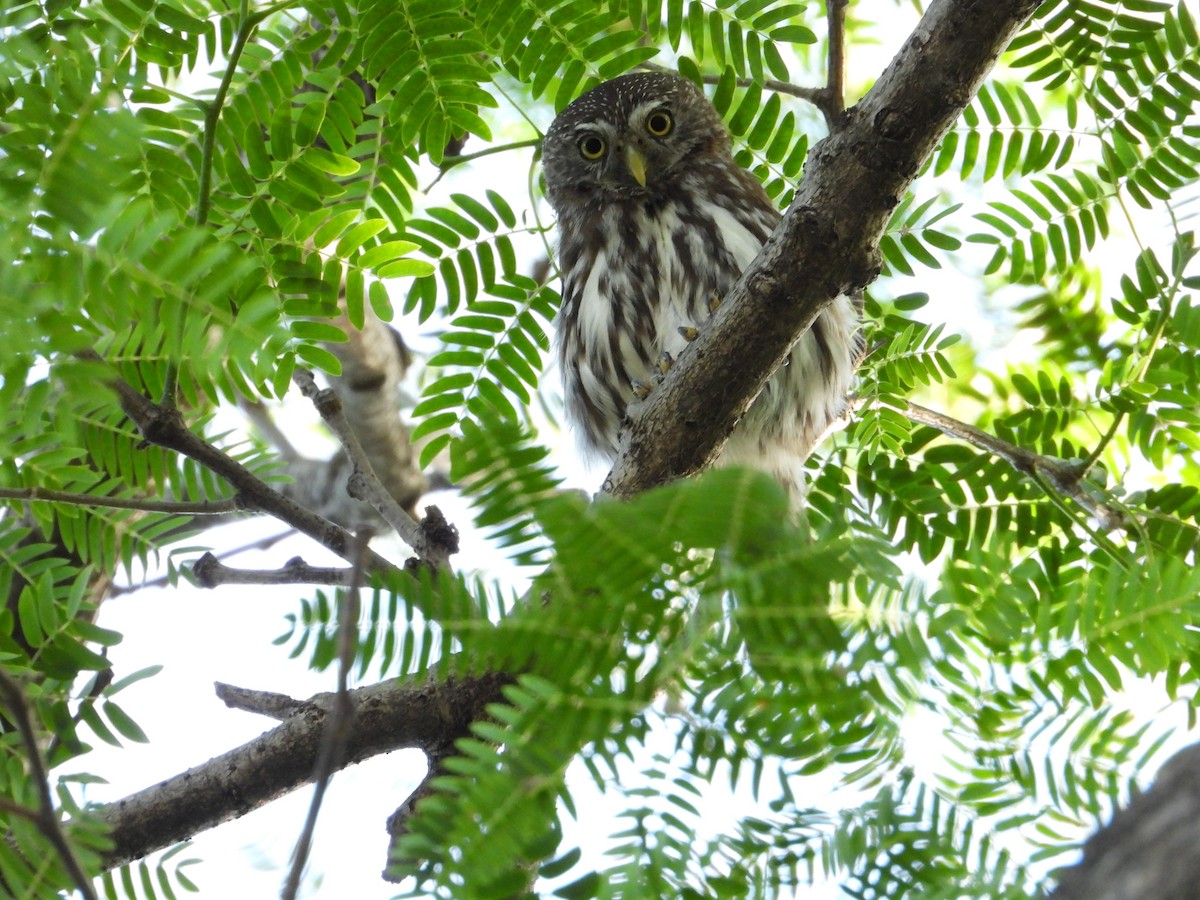 Ferruginous Pygmy-Owl - Raul Ibarra
