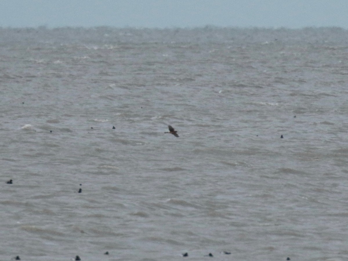 Northern Harrier - Paul Jacyk