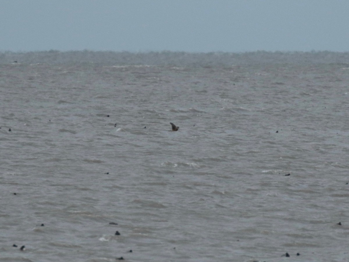 Northern Harrier - ML611634194