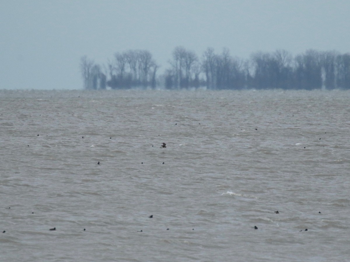 Northern Harrier - Paul Jacyk