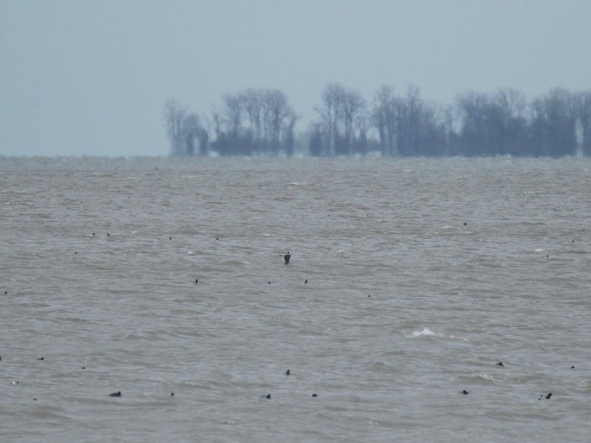 Northern Harrier - ML611634196