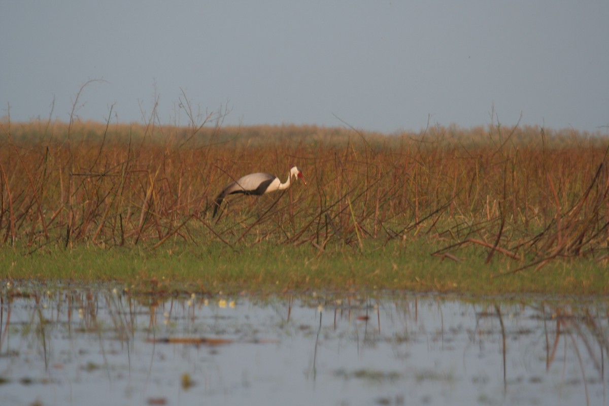 Wattled Crane - Guy RUFRAY