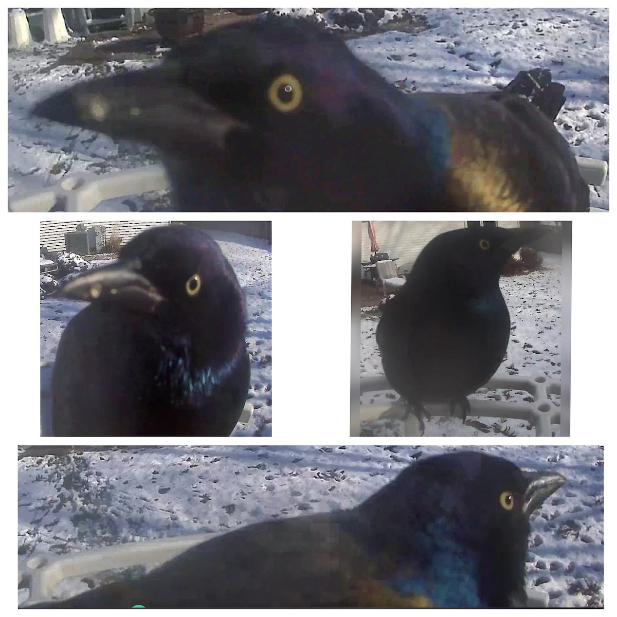 Common Grackle - ML611634234