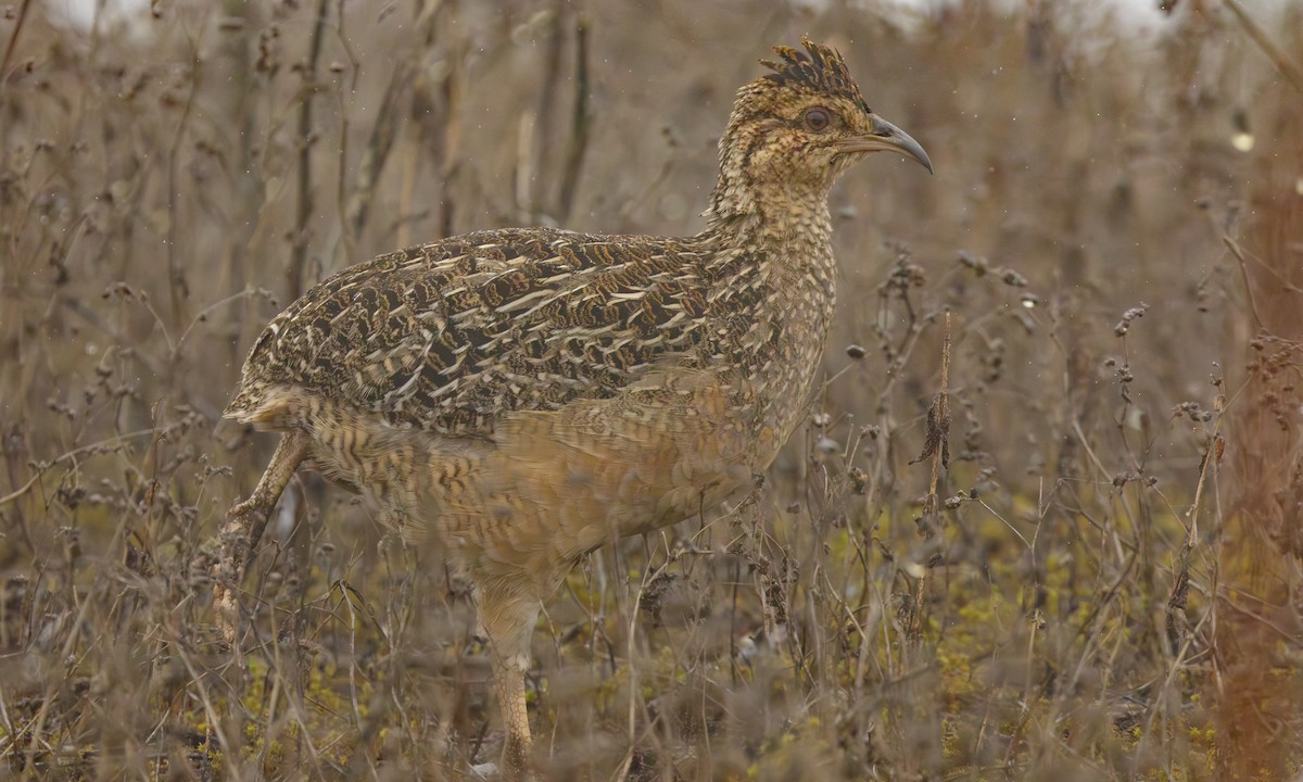 Andean Tinamou - ML611634248