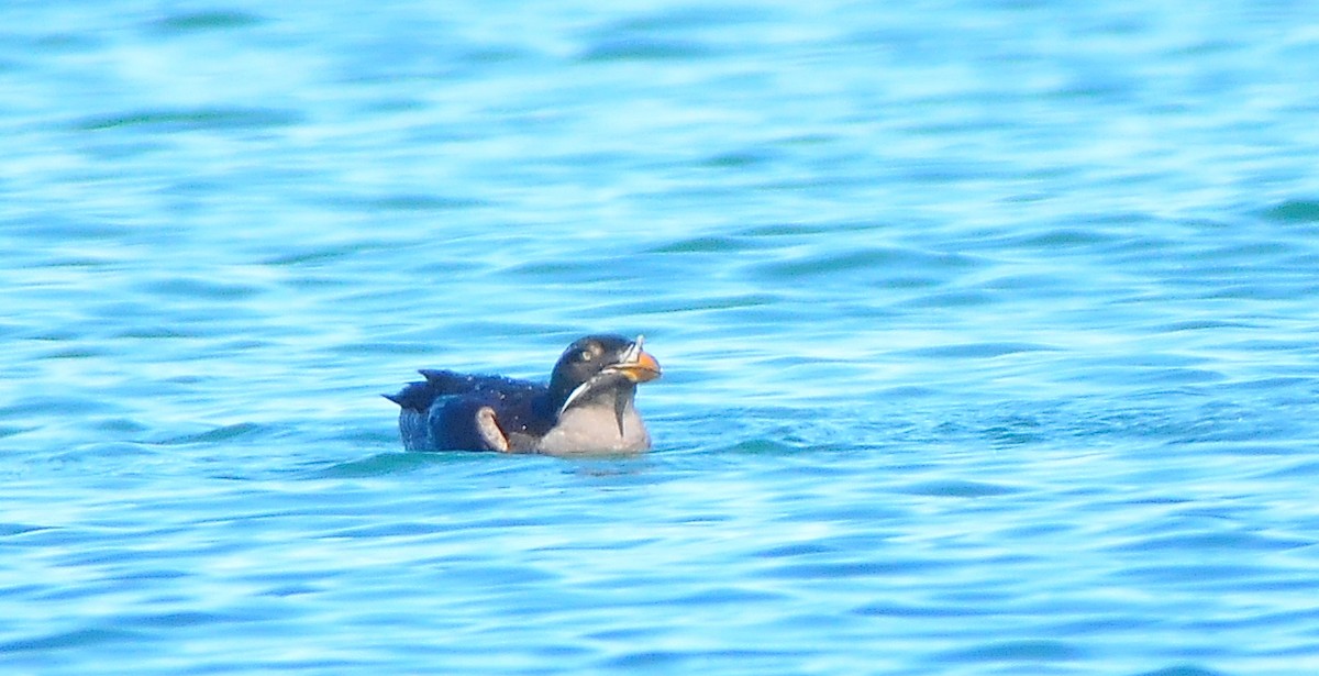 Rhinoceros Auklet - ML611634301