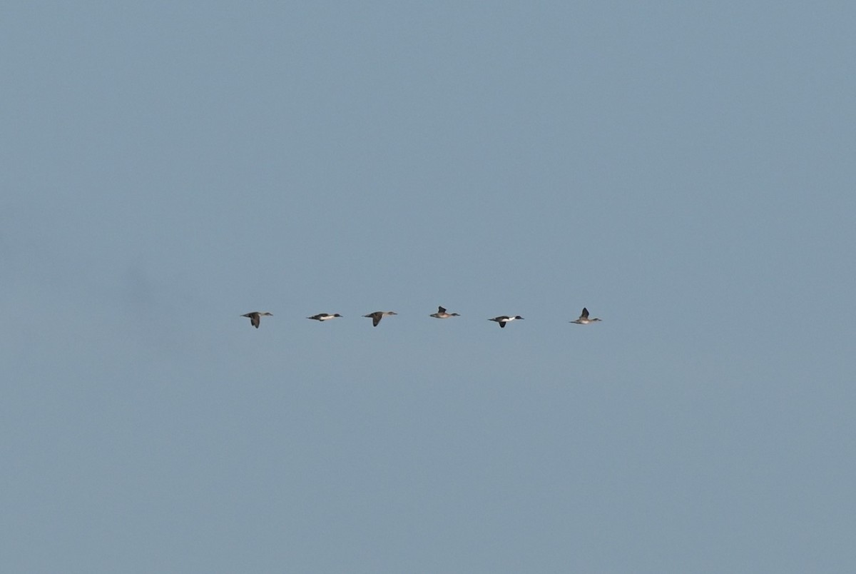 Northern Pintail - ML611634329