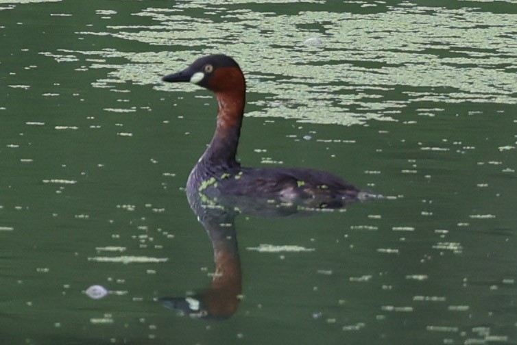 Little Grebe - ML611634339