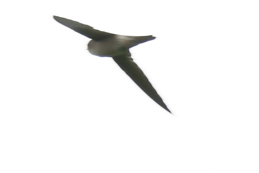 Germain's Swiftlet - ML611634351