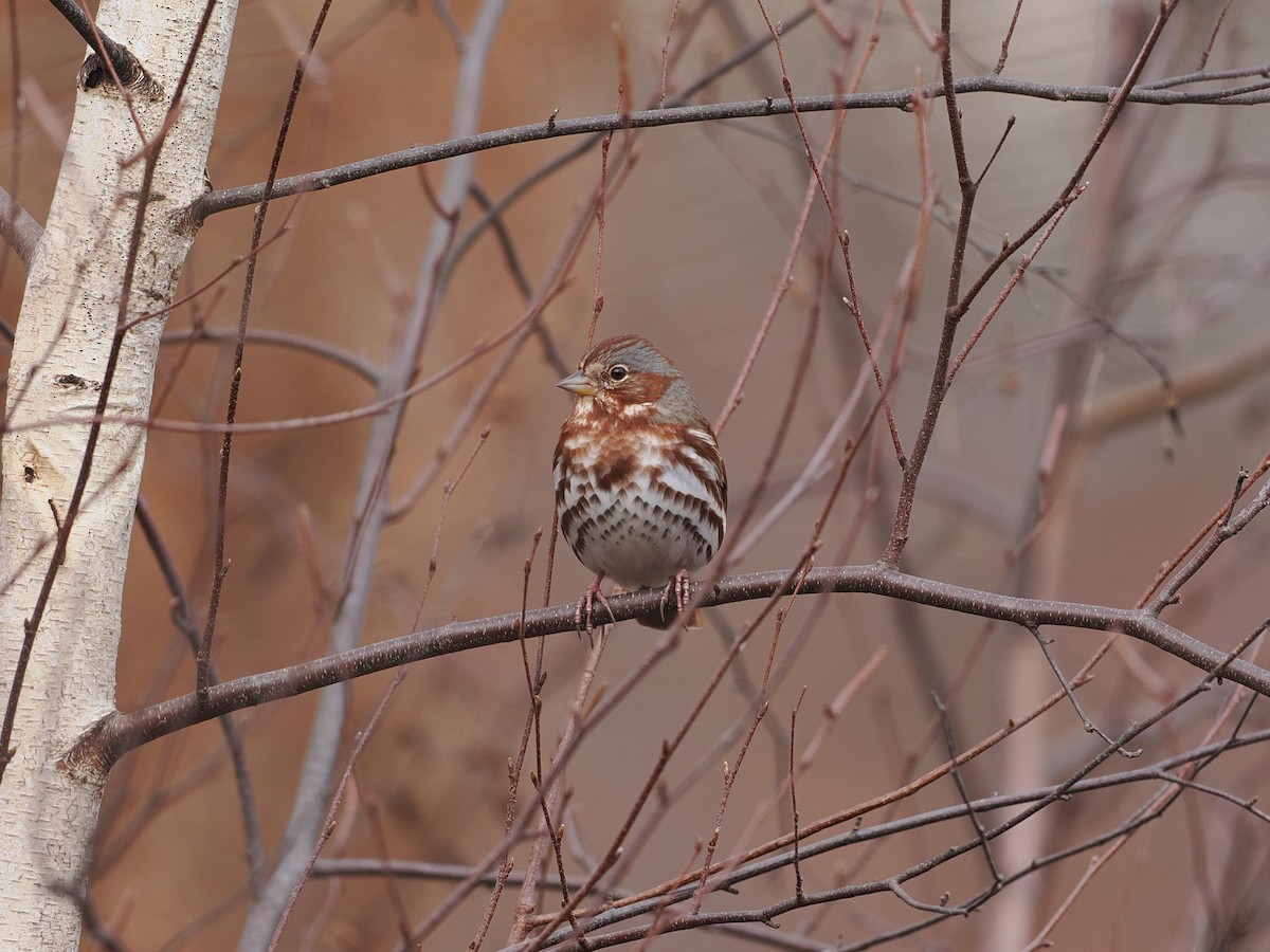 Fox Sparrow - ML611634511