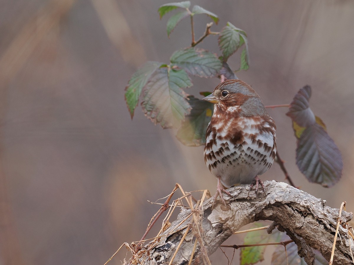 Fox Sparrow - ML611634516