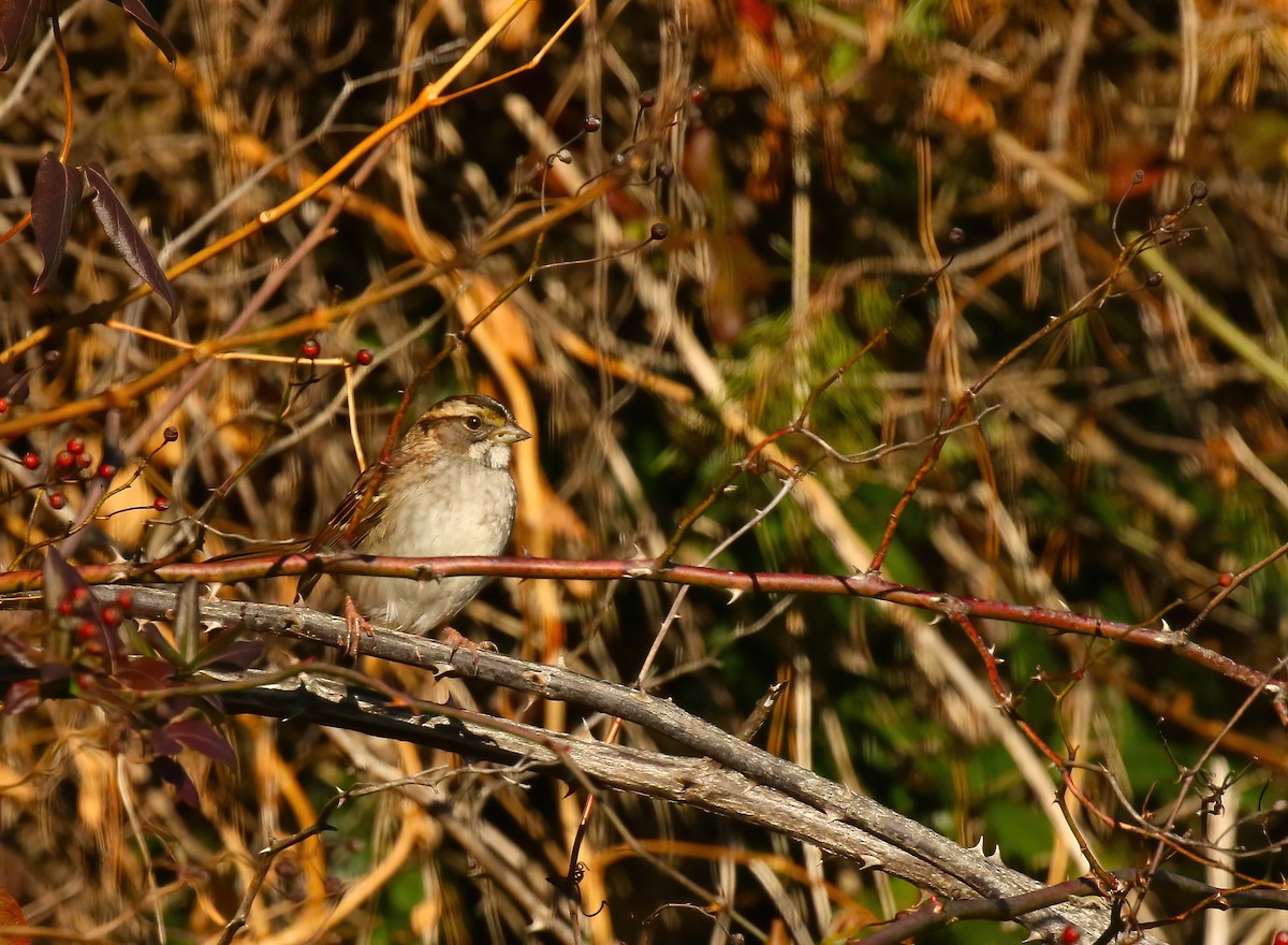 White-throated Sparrow - ML611634582