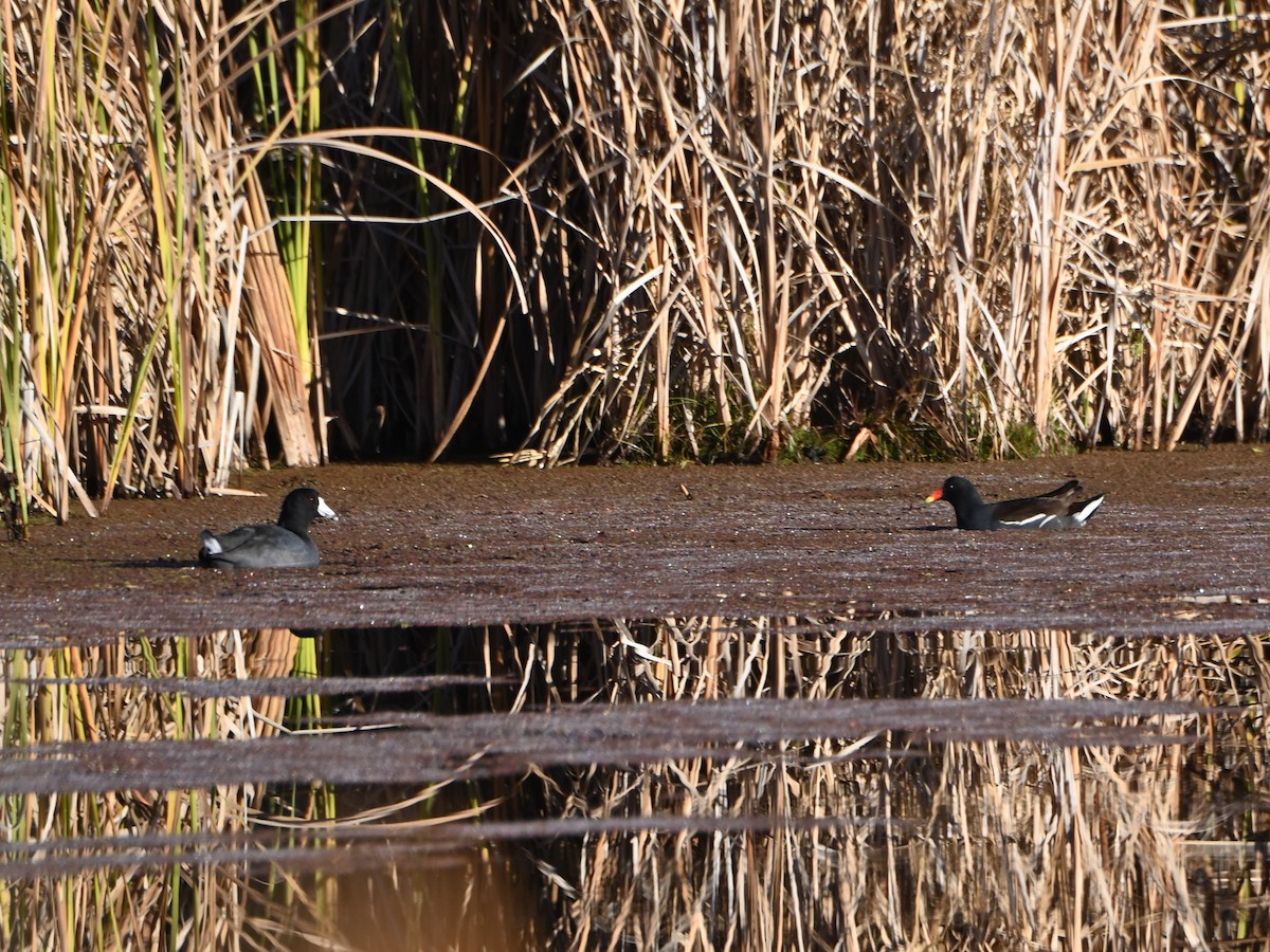 American Coot - ML611634654