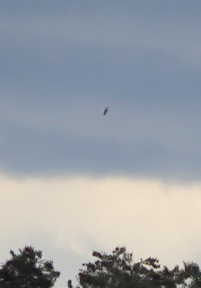 Great Black-backed Gull - ML611634719