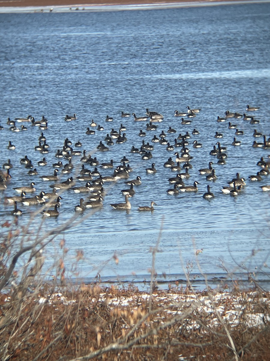 Greater White-fronted Goose - ML611634750