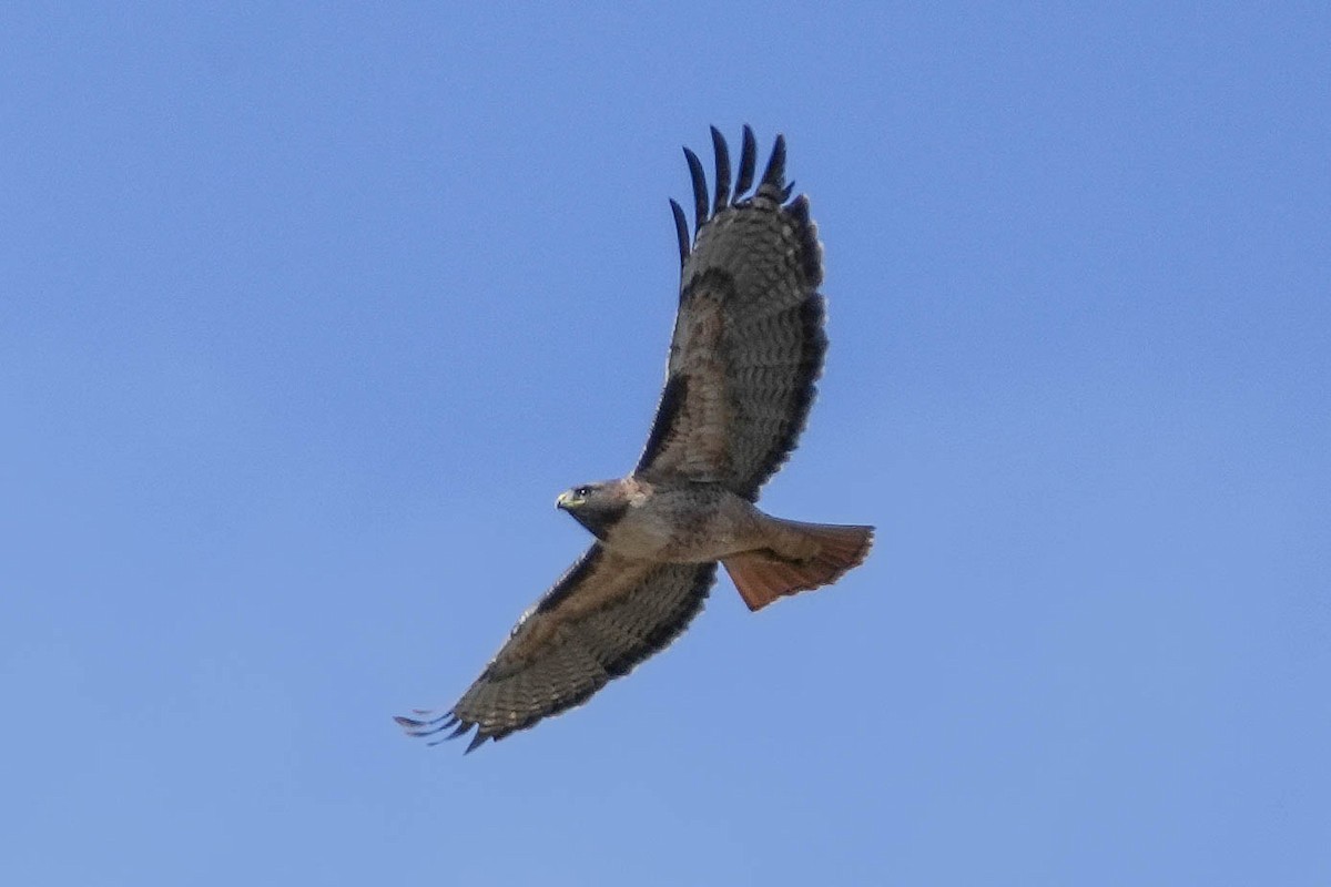 Red-tailed Hawk - ML611634824