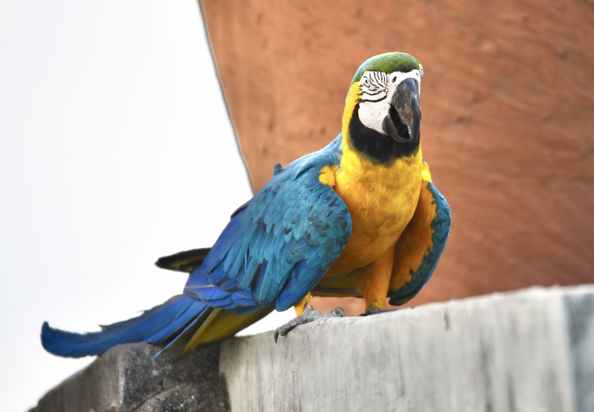 Blue-and-yellow Macaw - ML611634825