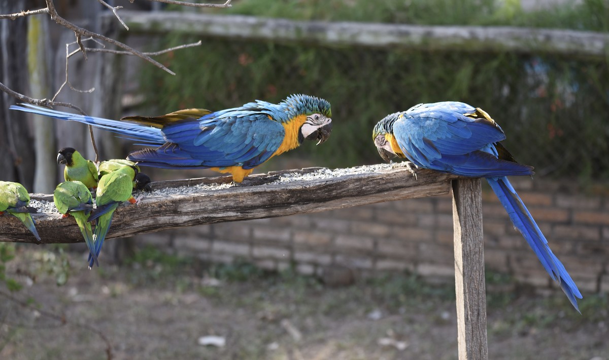 Blue-and-yellow Macaw - ML611634826