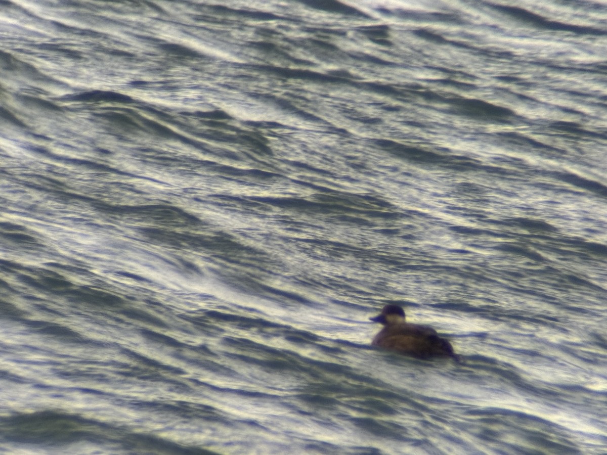 Black Scoter - Kristen Ragusa