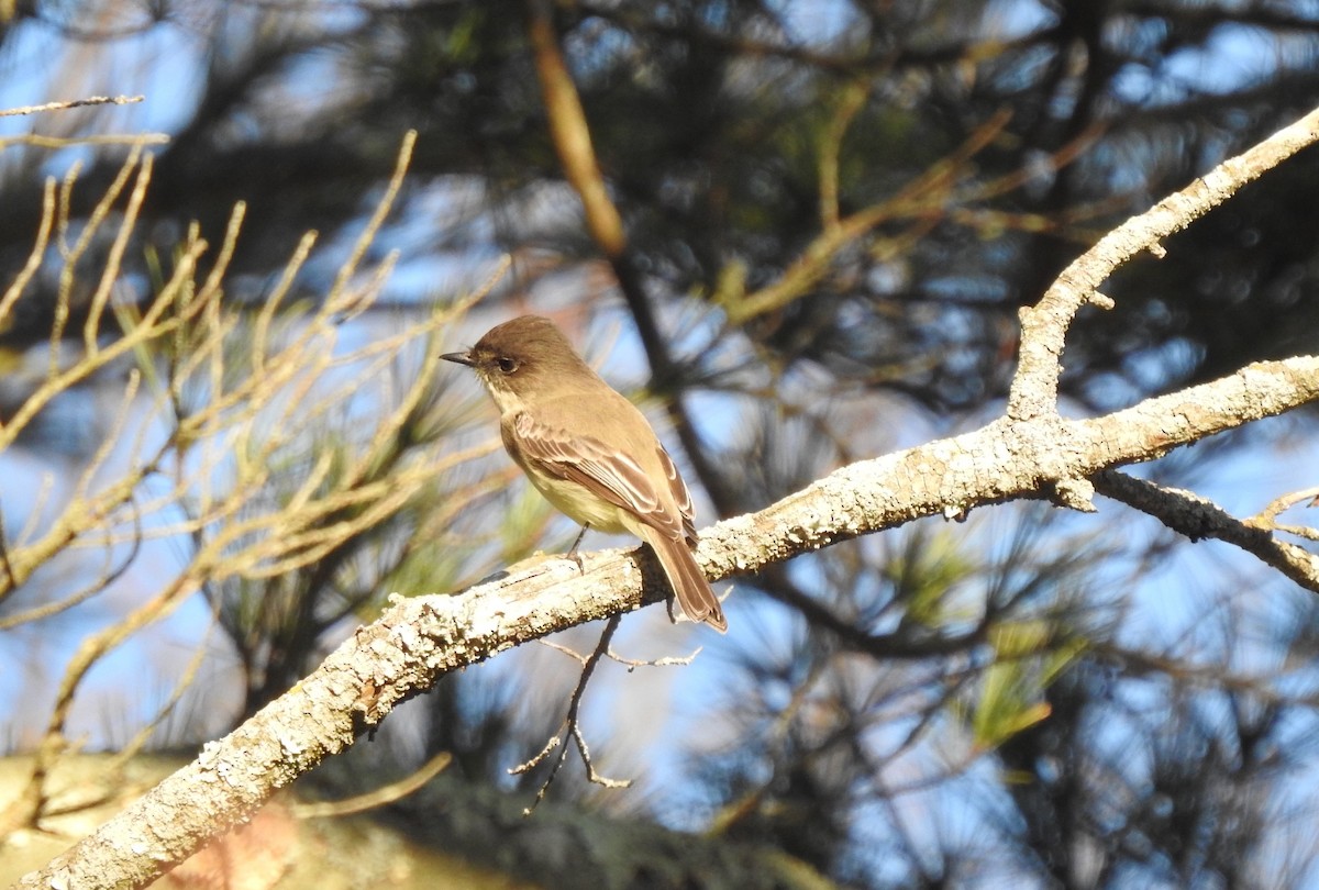 Eastern Phoebe - ML611635111