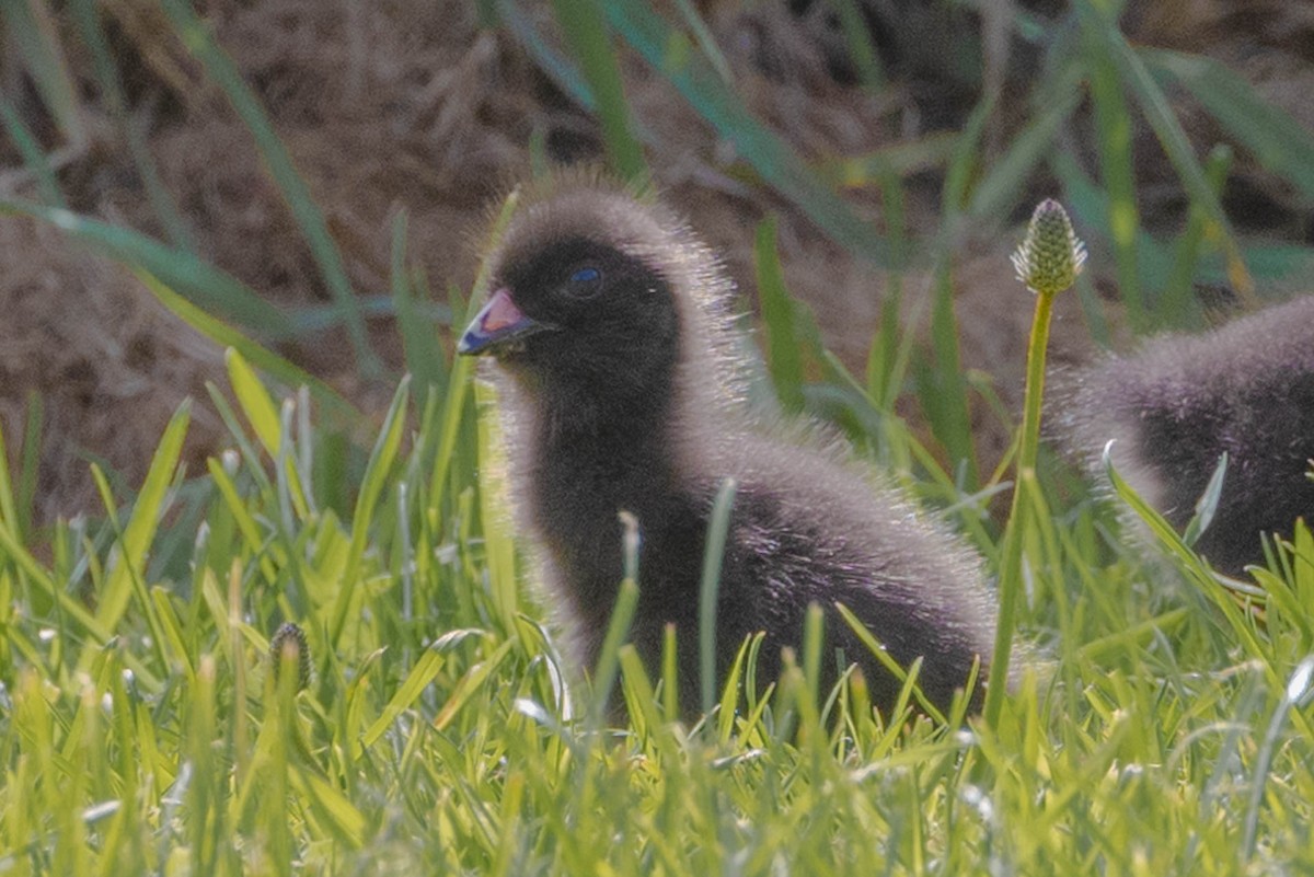 Tasmanian Nativehen - ML611635205