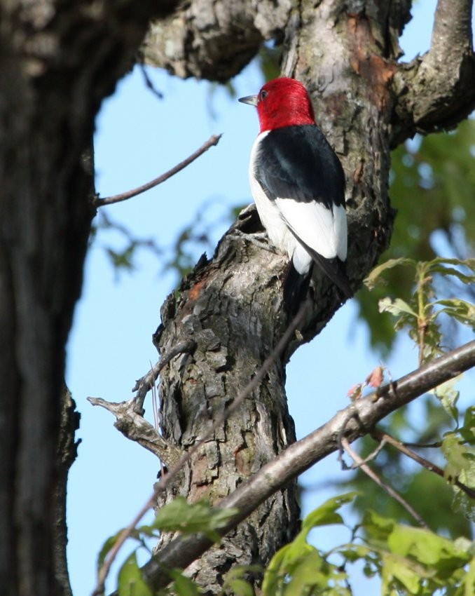 Red-headed Woodpecker - ML61163521