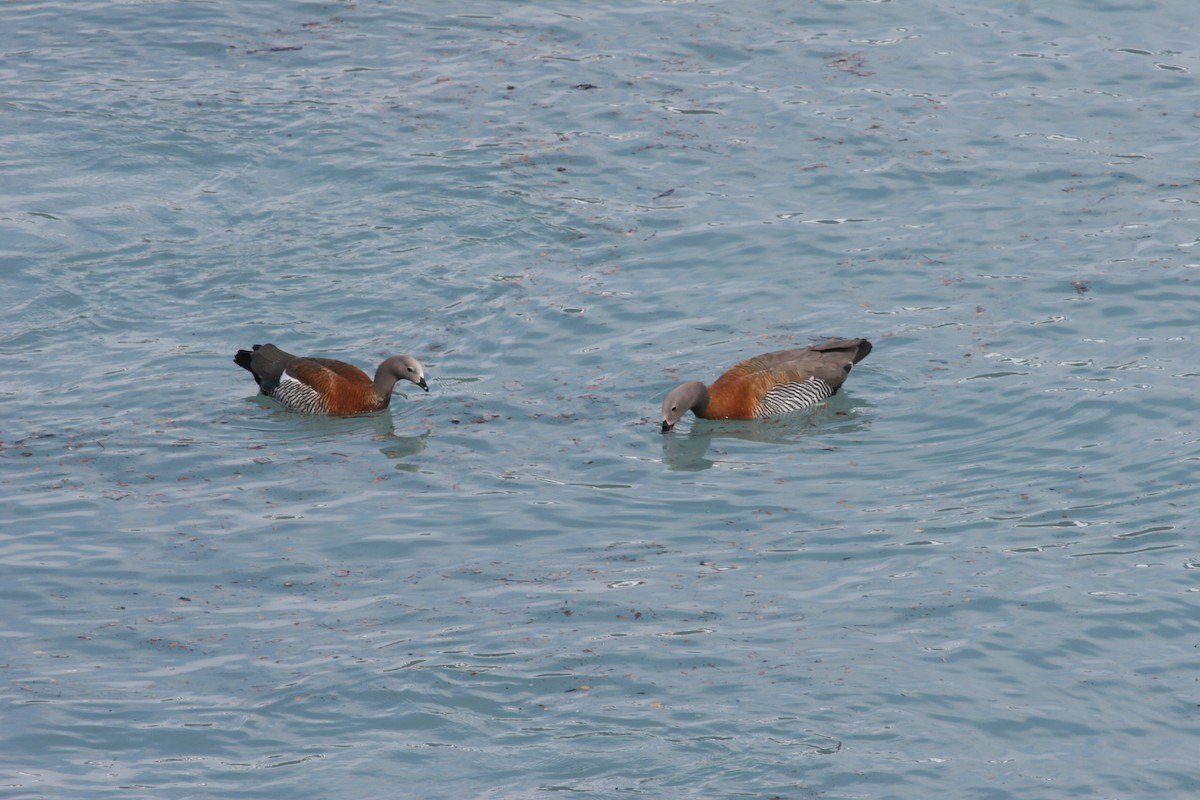 Ashy-headed Goose - ML611635236
