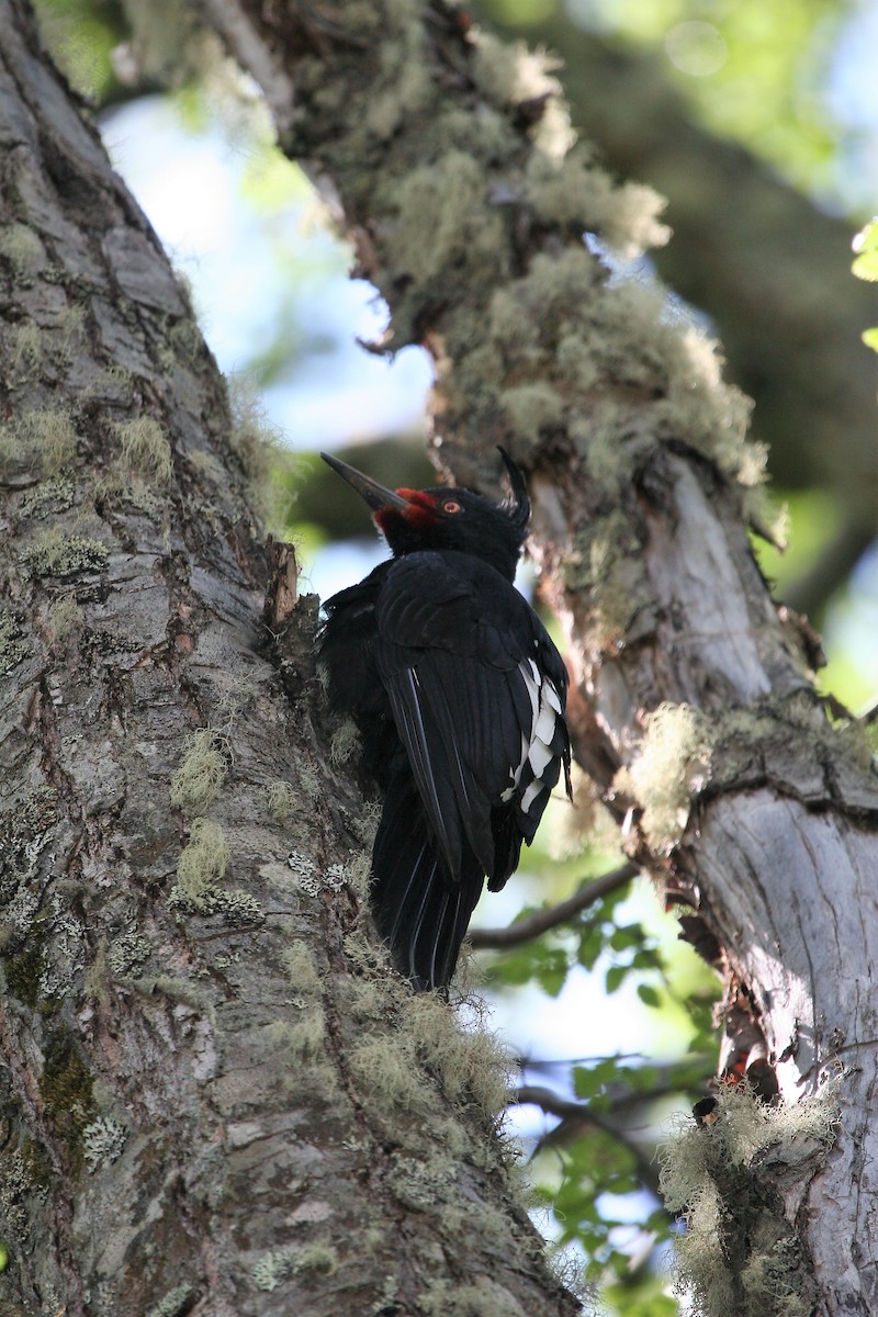 Magellanic Woodpecker - ML611635254
