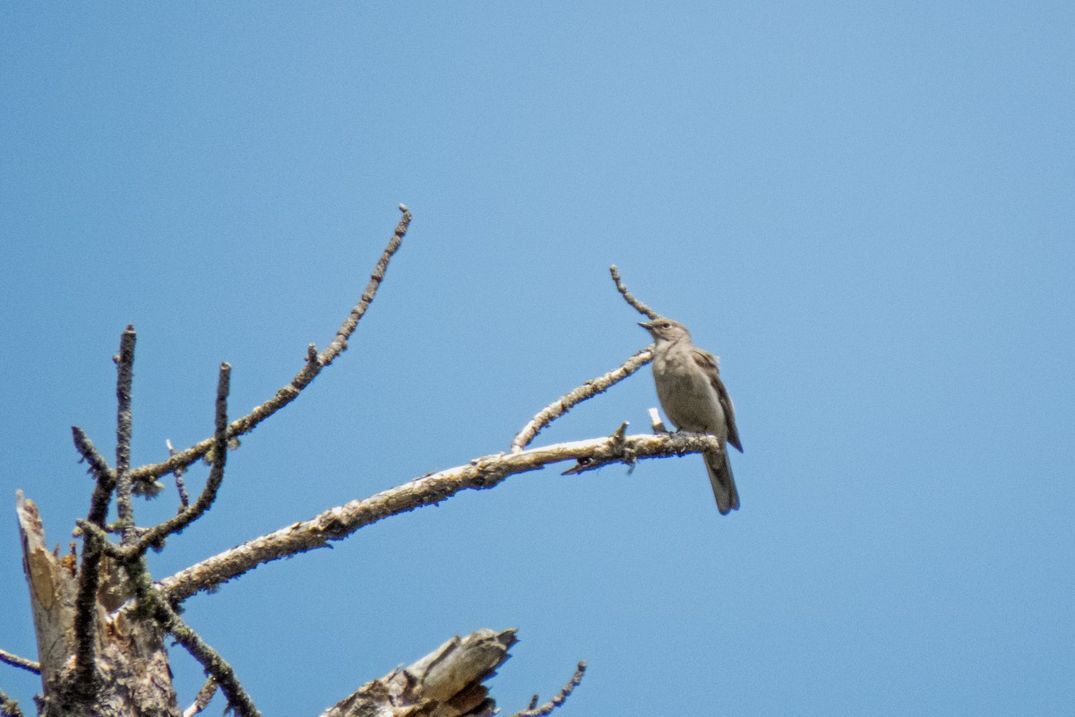 Townsend's Solitaire - ML611635288